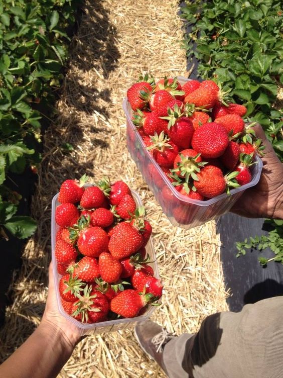 Spring Time Date Ideas Strawberry picking - Bella Ballroom